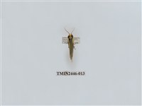 藏品(雙帶長苔蛾)的圖片